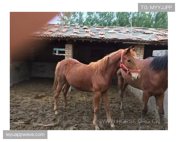 富里睡醒发现自家马场又多两匹新马，账单比对手血条还厚